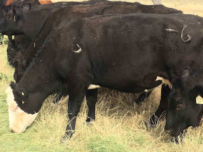 patio cover installation near me Roseville patio covers lattice patio covers solid patio covers patio cover installs patio covers patio cover installation sacramento patio covers patio cover design patio covers Roseville best patio covers Roseville and folsom custom built patio covers patio contractors porch patios, patio contractors patio cover contractor patio cover in Roseville ca Western Sky Patio Covers - Patio Cover Installation - Proudly Serving West Sacramento and the surrounding area